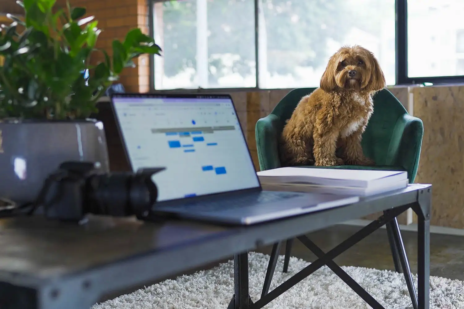 Jasper the dog working hard in the Lance Montana office